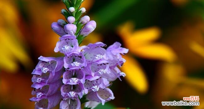 探究随意草的花语及其寓意 随意草的花语