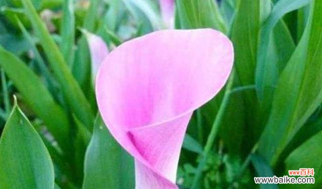 探秘马蹄莲的花语与象征 马蹄莲花语的含义