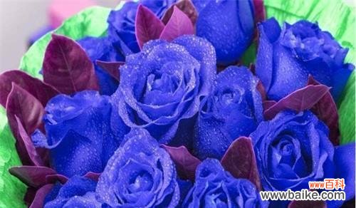 揭开蓝色妖姬的象征内涵 探寻蓝色妖姬的神秘寓意