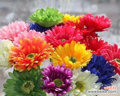 纯洁、真诚、感恩，从心灵深处散发着芬芳 解密玛格烈菊花语，探究其背后的含义