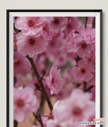 探秘美人梅花语的意义与传说 美人梅，花语深长