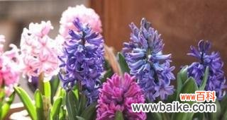 红色风信子传递着浓厚的情感 红色风信子花语的寓意与象征——热情、爱情和希望