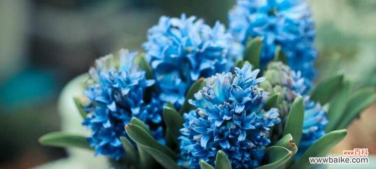 一朵花中的思念与希望 风信子花语揭示的意义