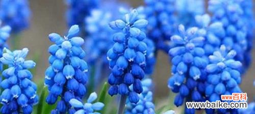 一朵花中的思念与希望 风信子花语揭示的意义