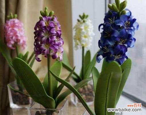 探寻风信子开花的象征意义 风信子开花的寓意