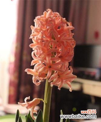 探寻风信子开花的象征意义 风信子开花的寓意