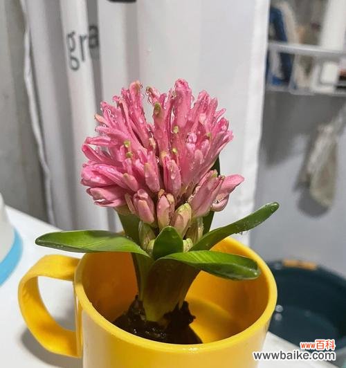 色彩的故事 风信子的颜色意义