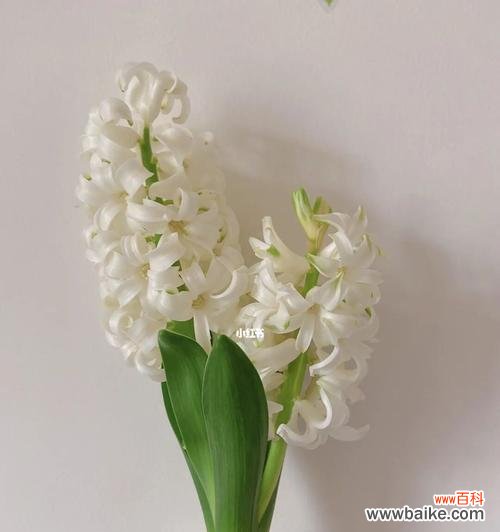 探寻风信子花语的隐含意义 风信子的花语与象征