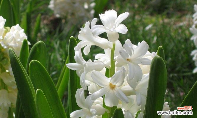 探寻风信子花语的隐含意义 风信子的花语与象征