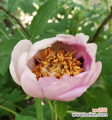 揭开牡丹花的神秘面纱 牡丹花的象征意义