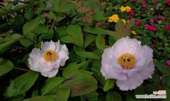 寓意与美丽 牡丹花开，盛世绽放