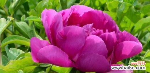 寓意与美丽 牡丹花开，盛世绽放