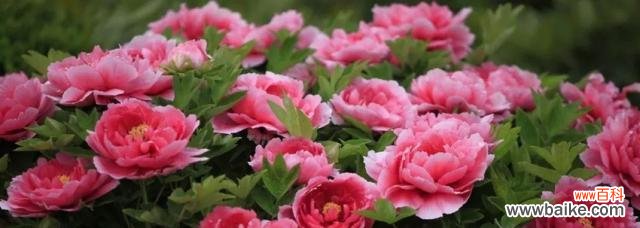 唯美绽放的寓意与象征 牡丹花开