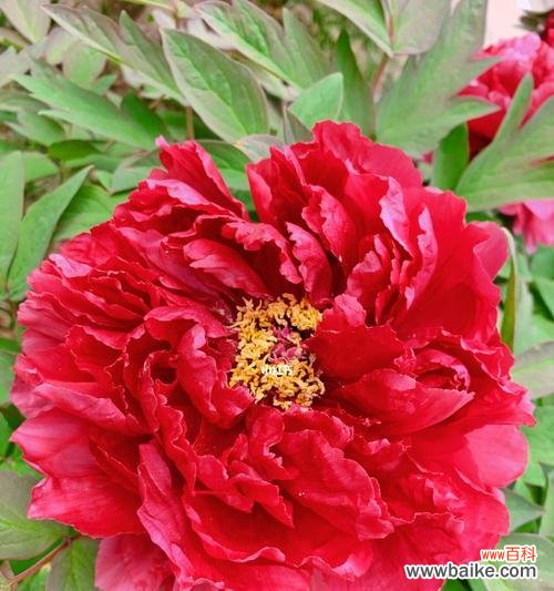 唯美绽放的寓意与象征 牡丹花开