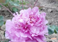 牡丹开花 牡丹开花的象征意义及美丽传承