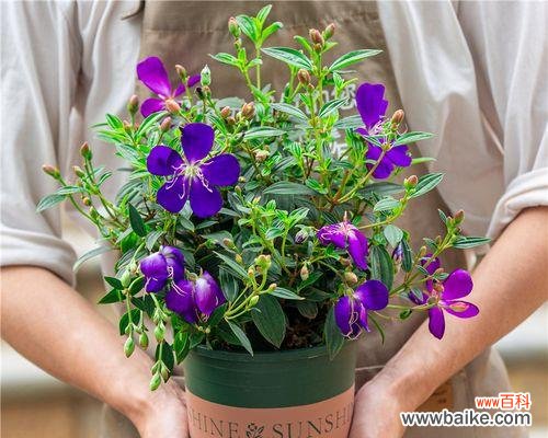 牡丹开花 牡丹开花的象征意义及美丽传承