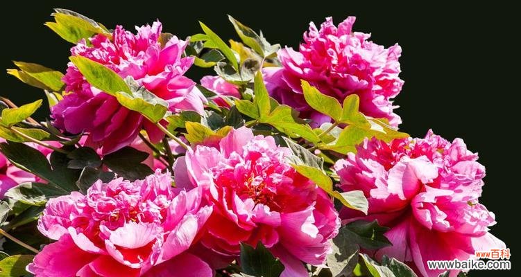 牡丹开花 牡丹开花的象征意义及美丽传承