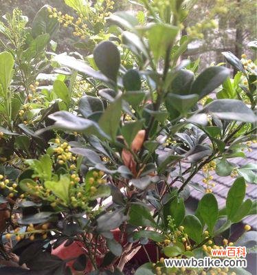 探寻米兰花语的神秘魅力 米兰花语的意义与传承