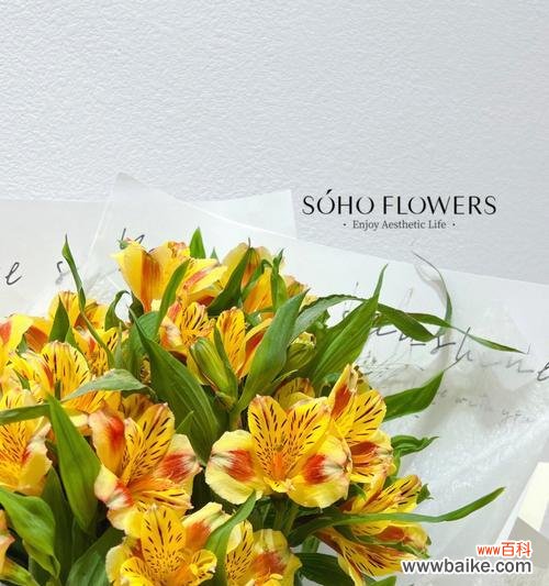 探索秘鲁百合的文化传承与多重含义 秘鲁百合