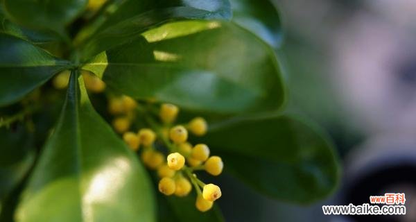 探索花朵背后的深层寓意 米兰花语之美