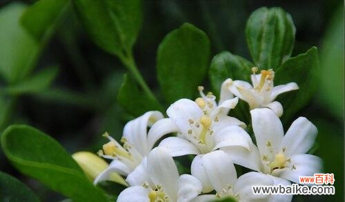 探索花朵背后的深层寓意 米兰花语之美