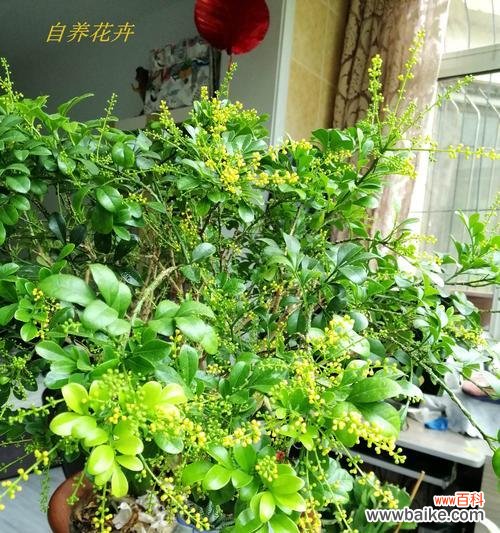 探索花朵背后的深层寓意 米兰花语之美