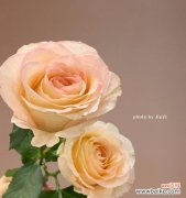 蜜桃玫瑰 蜜桃玫瑰