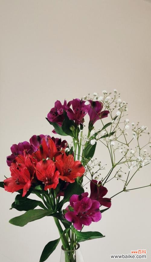 秘鲁百合花语的魅力与深意 秘鲁百合花