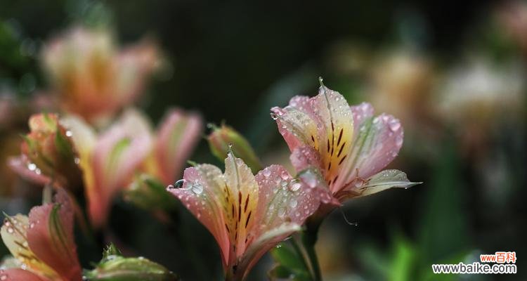秘鲁百合花语的魅力与深意 秘鲁百合花