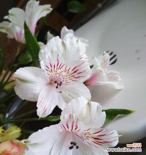 秘鲁百合花语的魅力与深意 秘鲁百合花