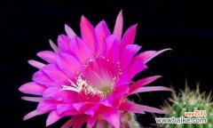 探寻魔云仙人掌的神秘与哲学 魔云仙人掌