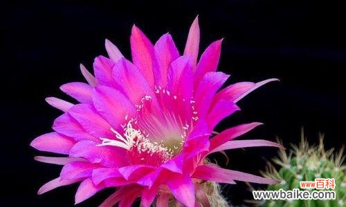 探寻魔云仙人掌的神秘与哲学 魔云仙人掌