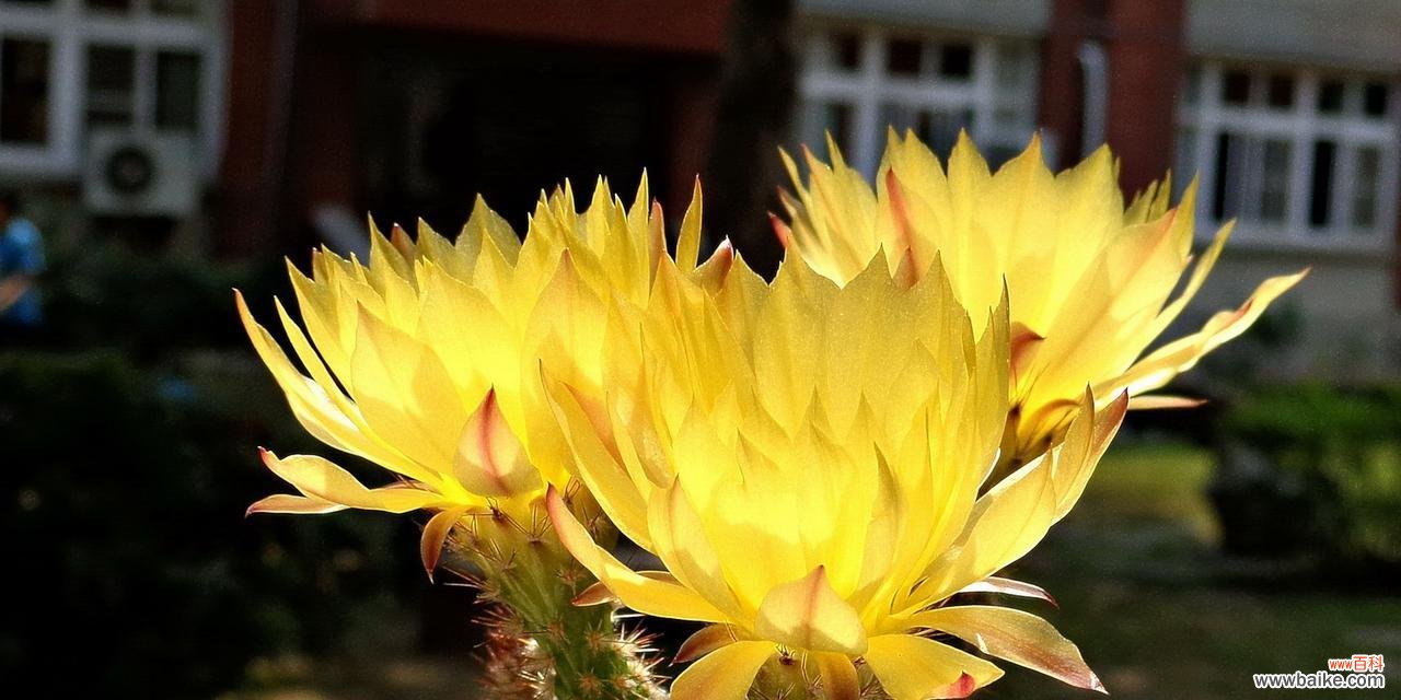 探寻魔云仙人掌的神秘与哲学 魔云仙人掌