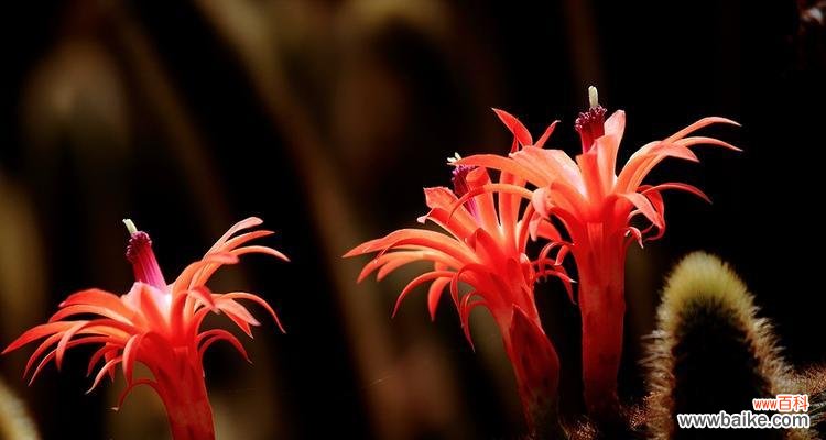 探寻魔云仙人掌的神秘与哲学 魔云仙人掌