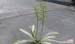 坚守执着的信念 墨兰花语