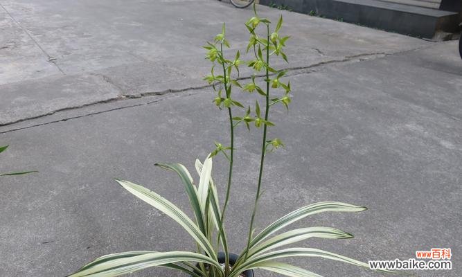 坚守执着的信念 墨兰花语