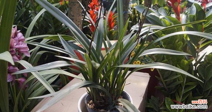 坚守执着的信念 墨兰花语