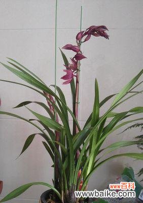 坚守执着的信念 墨兰花语