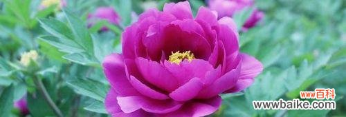 揭秘以岩牡丹的由来与花语 以岩牡丹