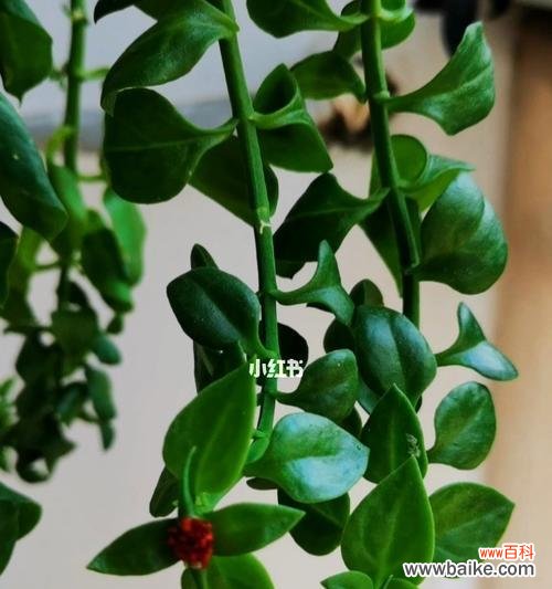 探索牡丹吊兰背后的花语之美 牡丹吊兰的花语及寓意