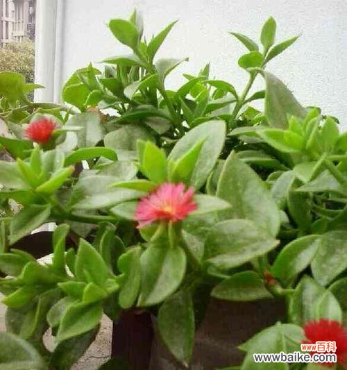 探索牡丹吊兰背后的花语之美 牡丹吊兰的花语及寓意