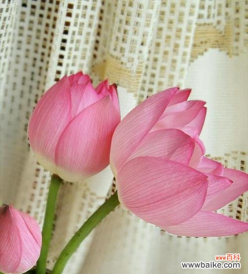 传承千年的美与吉祥 花中的象征——牡丹与荷花的寓意