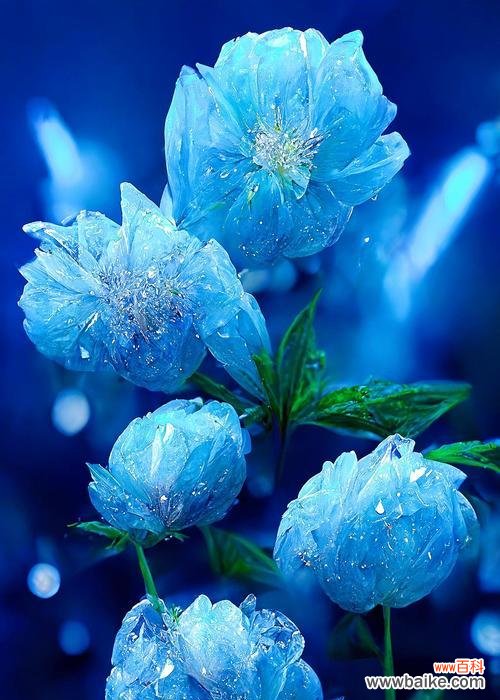 牡丹花开 牡丹花语传说