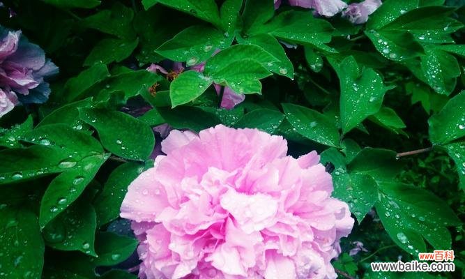 牡丹花开 牡丹花语传说