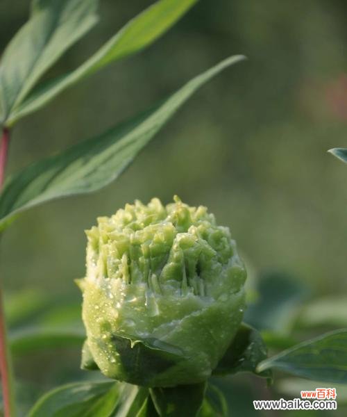 以牡丹开花 牡丹开花,绽放多彩世界