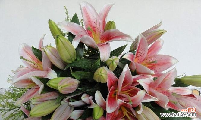 解析百合花所代表的意义和传说 深入探究百合花的花语