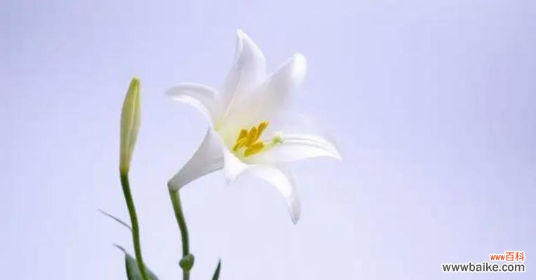 解析百合花所代表的意义和传说 深入探究百合花的花语