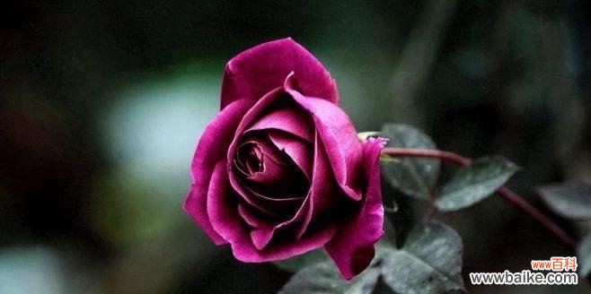 传递神秘与独特的魅力 探秘紫玫瑰的花语