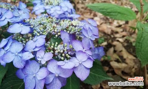 探究***花是否意味着背叛 ***花花语的真正含义