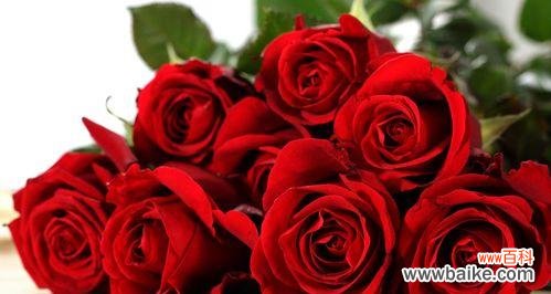 深入了解玫瑰花代表的含义 玫瑰花的寓意